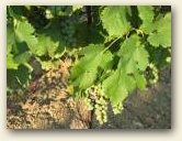 » Clicca per ingrandire -> » Clicca per ingrandire ->